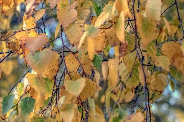 Nella Foresta Montagna Autunno — Foto Stock