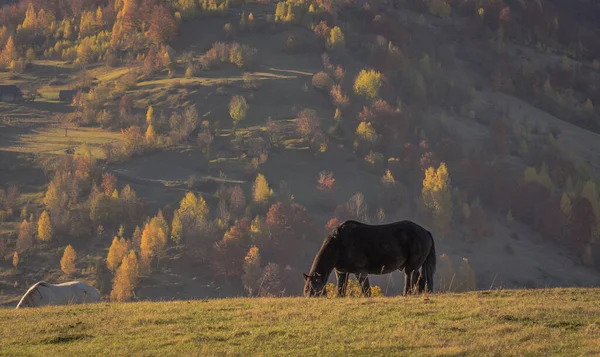 Pferde Den Herbstlichen Bergen — Stockfoto