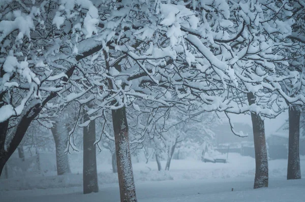 Sneeuw Bedekt Bomen Karpaten — Stockfoto