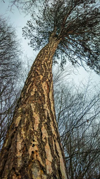 Sneeuw Bedekt Bomen Karpaten — Gratis stockfoto