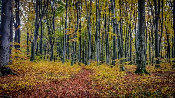 Górskim Lesie Jesienią — Zdjęcie stockowe