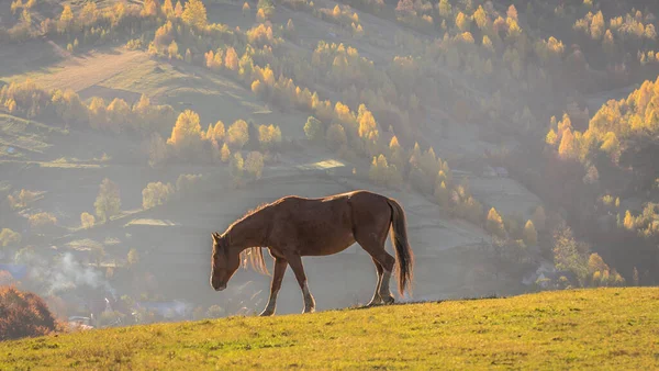 Chevaux Dans Les Montagnes Automne — Photo