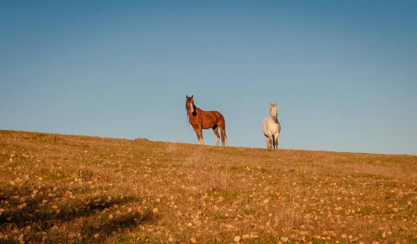 Caballos Las Montañas Otoño — Foto de Stock