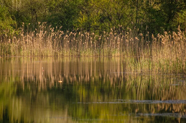 Lago Primavera Transcarpatia — Foto de Stock