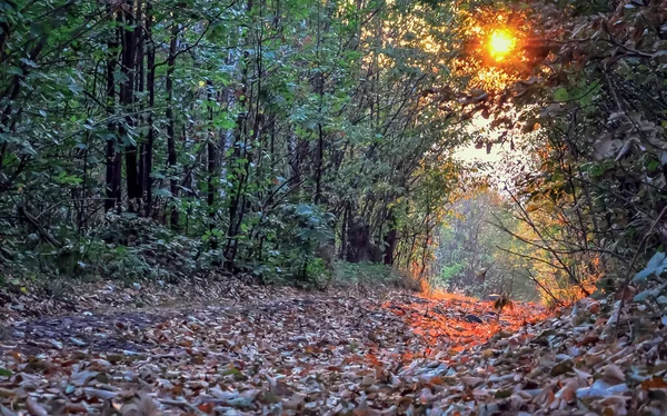 Het Bergwoud Herfst — Stockfoto