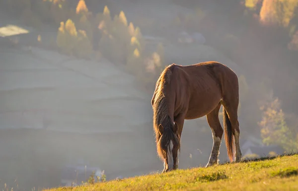 Horses Autumn Mountains — Stock Photo, Image