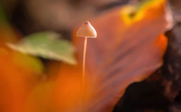 Dans Forêt Montagne Automne — Photo