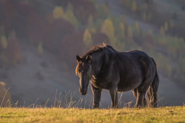 Caballos Las Montañas Otoño — Foto de Stock