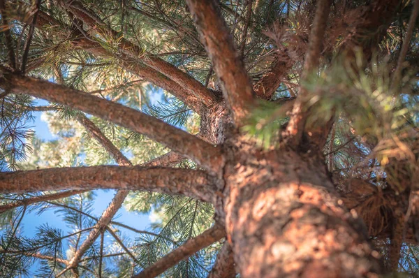 Pădurea Munte Toamna — Fotografie, imagine de stoc