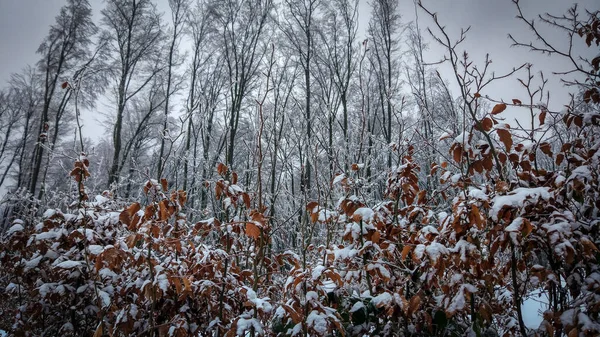 Inverno Nos Cárpatos — Fotografia de Stock