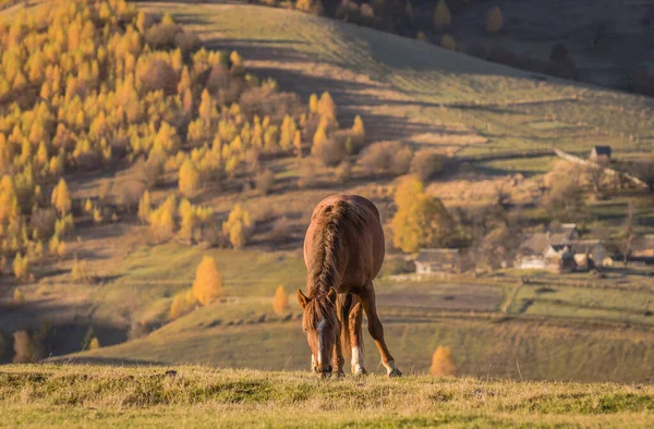 Pferde Den Herbstlichen Bergen — Stockfoto