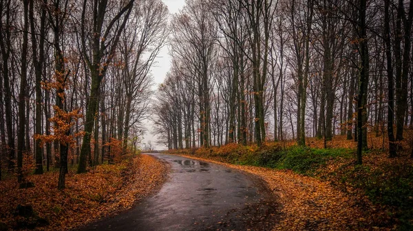 Nella Foresta Montagna Autunno — Foto Stock