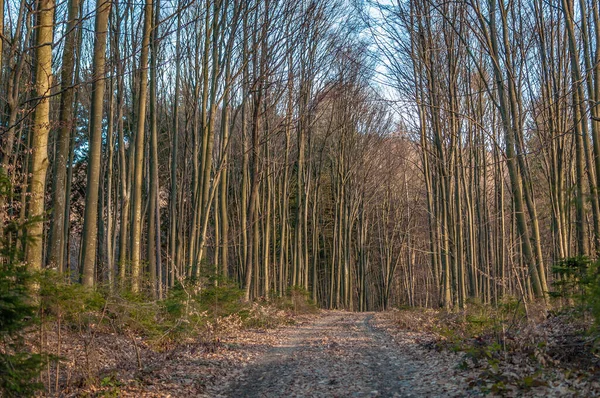 Paysage Dans Forêt Printanière — Photo