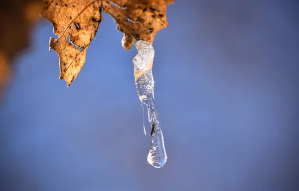 Árboles Cubiertos Nieve Los Cárpatos —  Fotos de Stock