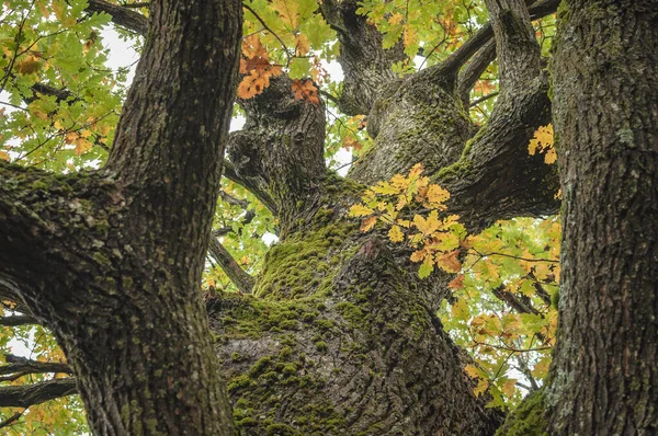 Pădurea Munte Toamna — Fotografie, imagine de stoc