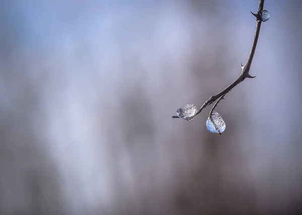 Alberi Innevati Nei Carpazi — Foto Stock