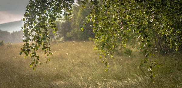 Été Dans Les Carpates — Photo