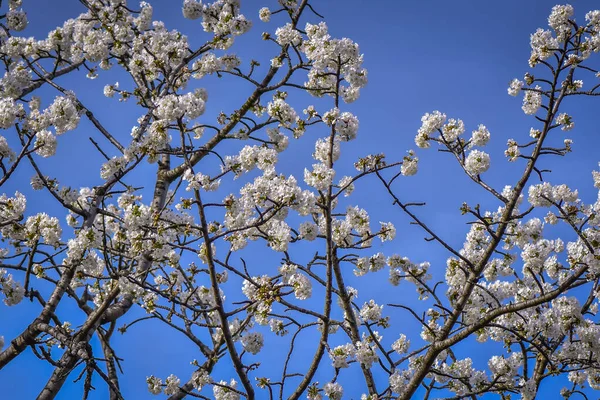 Весна Саду — стоковое фото