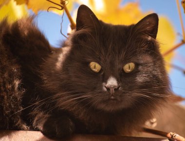 Kabarık bir safkan kedi portresi