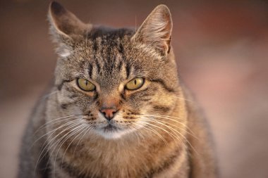 Kabarık bir safkan kedi portresi