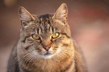 Kabarık bir safkan kedi portresi