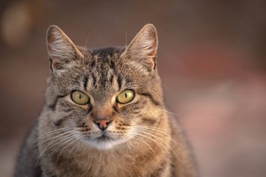 Kabarık bir safkan kedi portresi