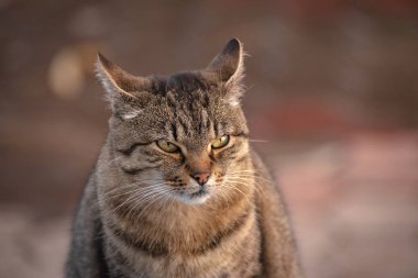 Kabarık bir safkan kedi portresi
