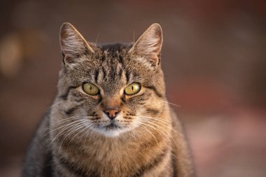 Kabarık bir safkan kedi portresi