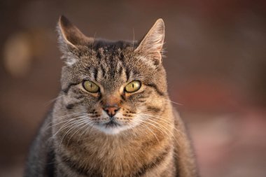 Kabarık bir safkan kedi portresi