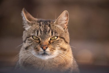 Kabarık bir safkan kedi portresi