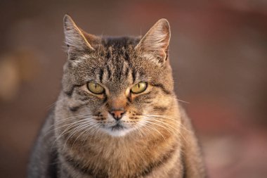 Kabarık bir safkan kedi portresi