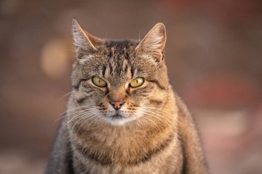 Kabarık bir safkan kedi portresi