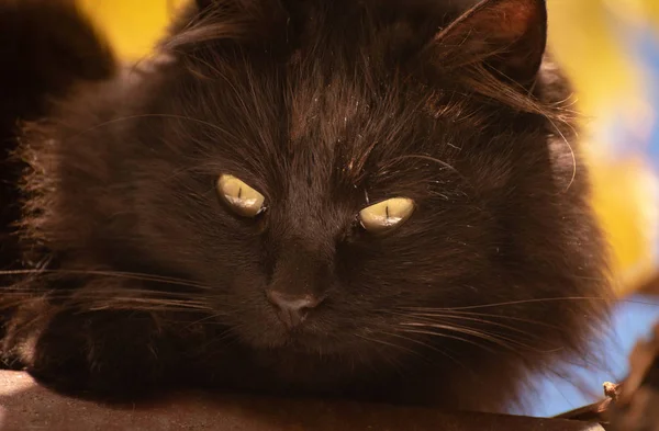 Portrait Fluffy Thoroughbred Cat — Stock Photo, Image