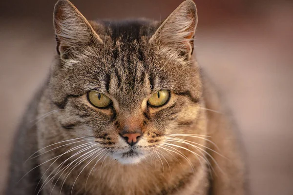 Portret Puszystego Kota Rasy Czystej — Zdjęcie stockowe