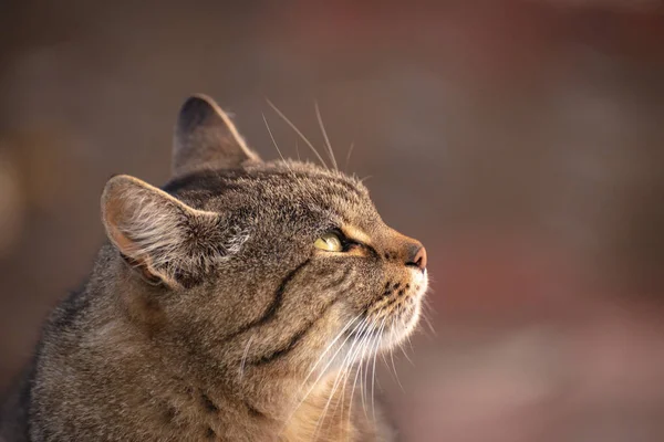 Porträt Einer Flauschigen Vollblutkatze — Stockfoto