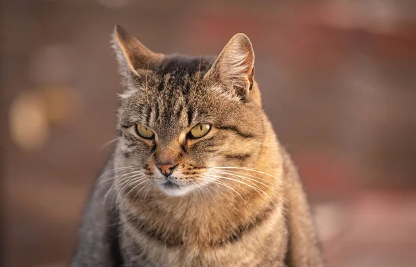 Porträt Einer Flauschigen Vollblutkatze — Stockfoto