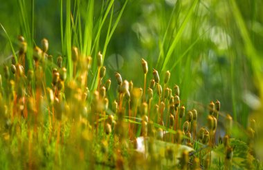 Görüntüleyiciler adı verilen peyzaj makrosu