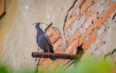 Güvercin yuva yapar.