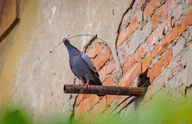Güvercin yuva yapar.