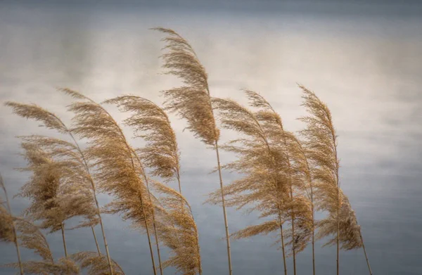 Lake Reed Landscape Wind — Stock Photo, Image