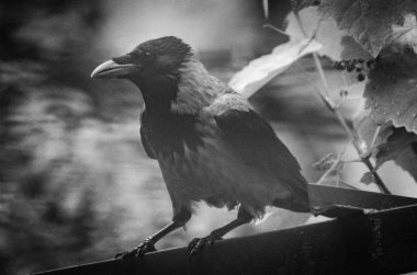 Çatıdaki şehir kargası