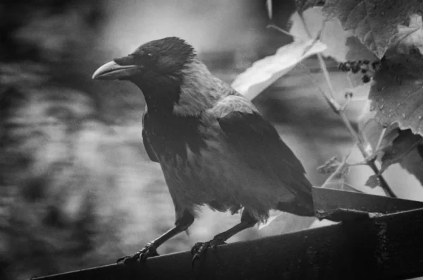 City Crow Roof — Stock Photo, Image