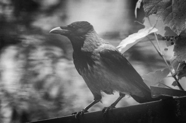 City Crow Roof — Stock Photo, Image