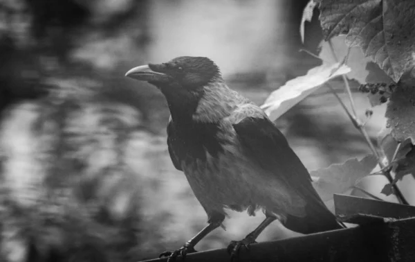 City Crow Roof — Stock Photo, Image