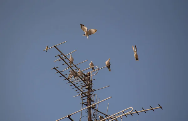 屋根の上に鳩 — ストック写真