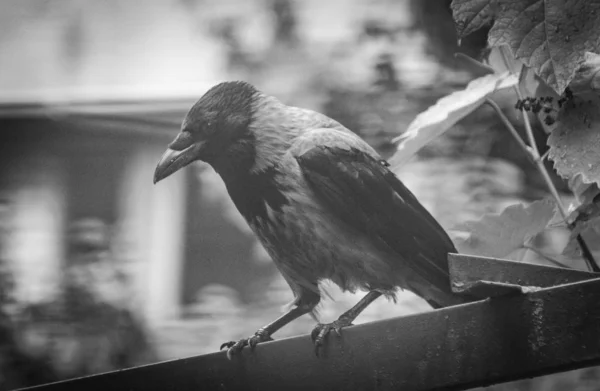 City Crow Roof — Stock Photo, Image