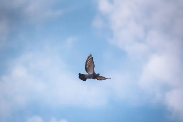 Stadsduva Flygning — Stockfoto