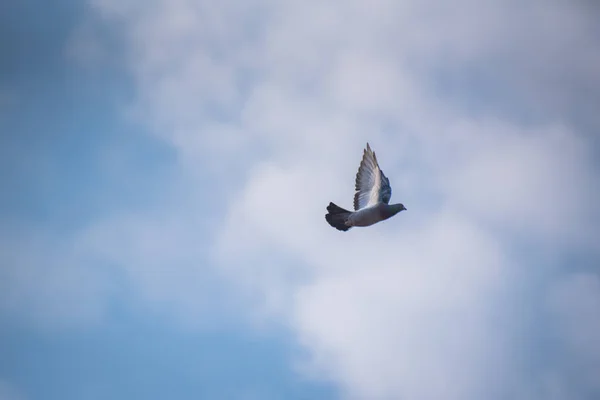 Paloma Ciudad Vuelo — Foto de Stock