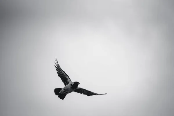 Cuervo Ciudad Vuelo —  Fotos de Stock