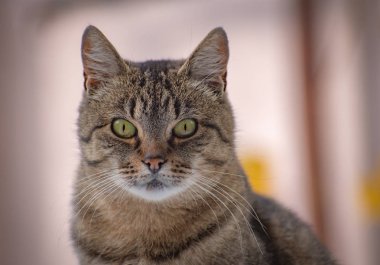  izlerken bir kedi portresi